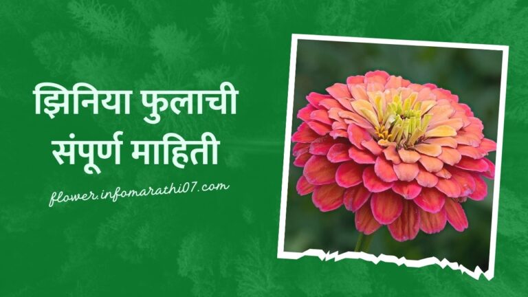 Zinnia Flower Information in Marathi