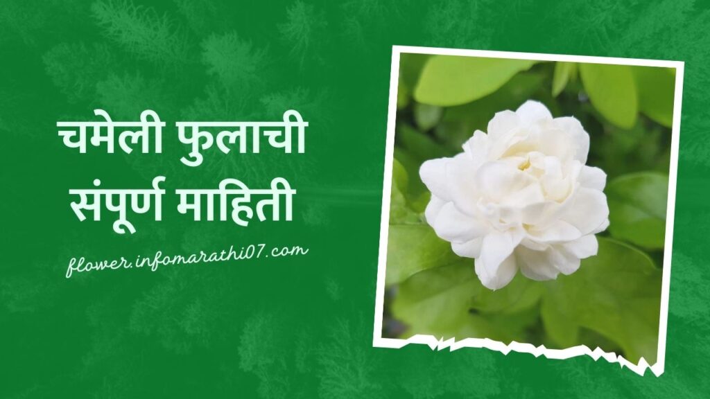 jasmine-flower-information-in-marathi