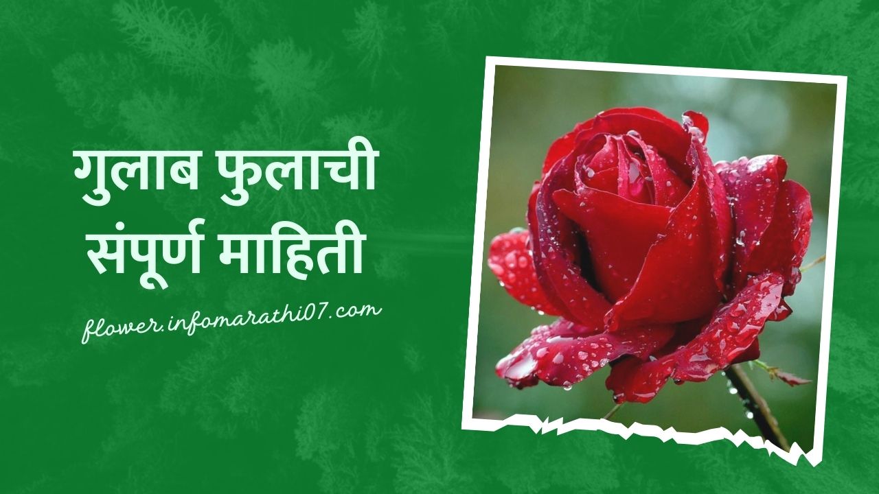 गुलाब फुलाची संपूर्ण माहिती Rose Flower Information in Marathi - Flower ...