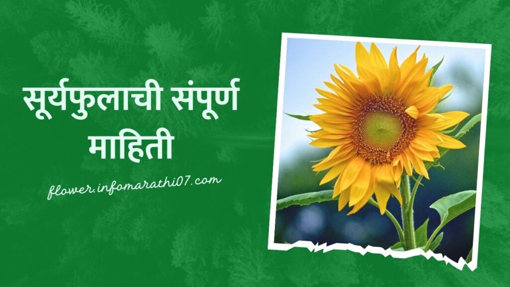 Sunflower Information in Marathi