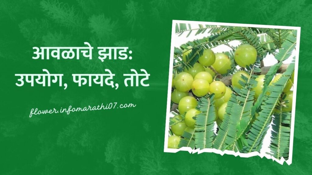 Amla Tree Information in Marathi