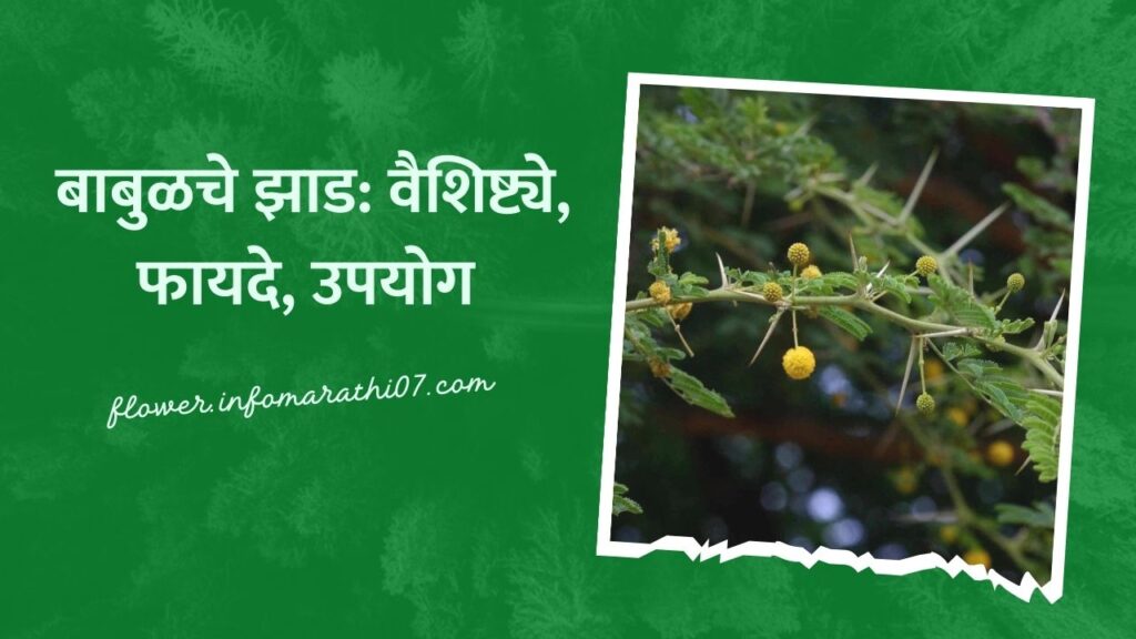 Babul Tree information in Marathi