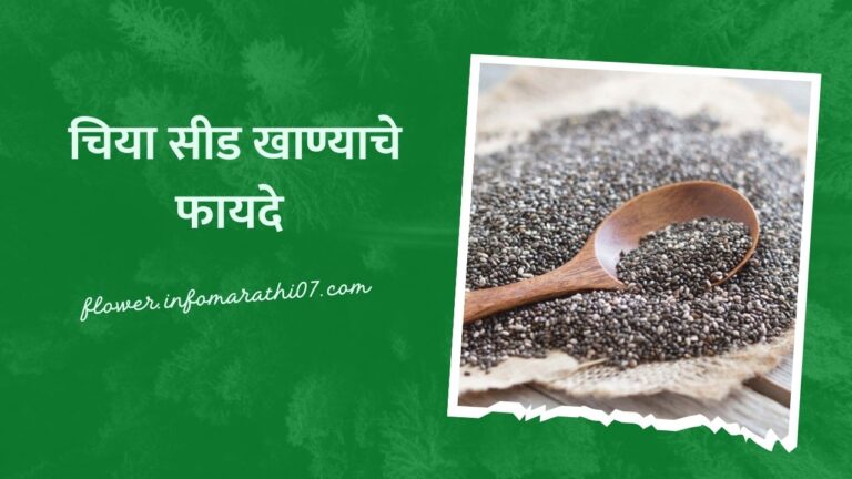 Chia Seeds Benefits in Marathi