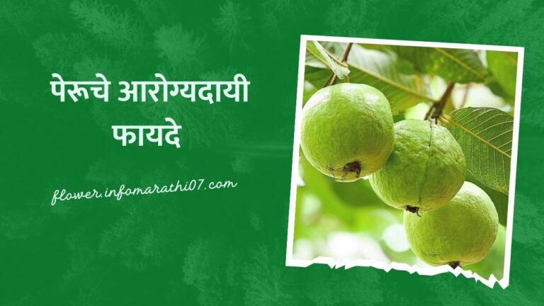 Peru Fruit Benefits in Marathi